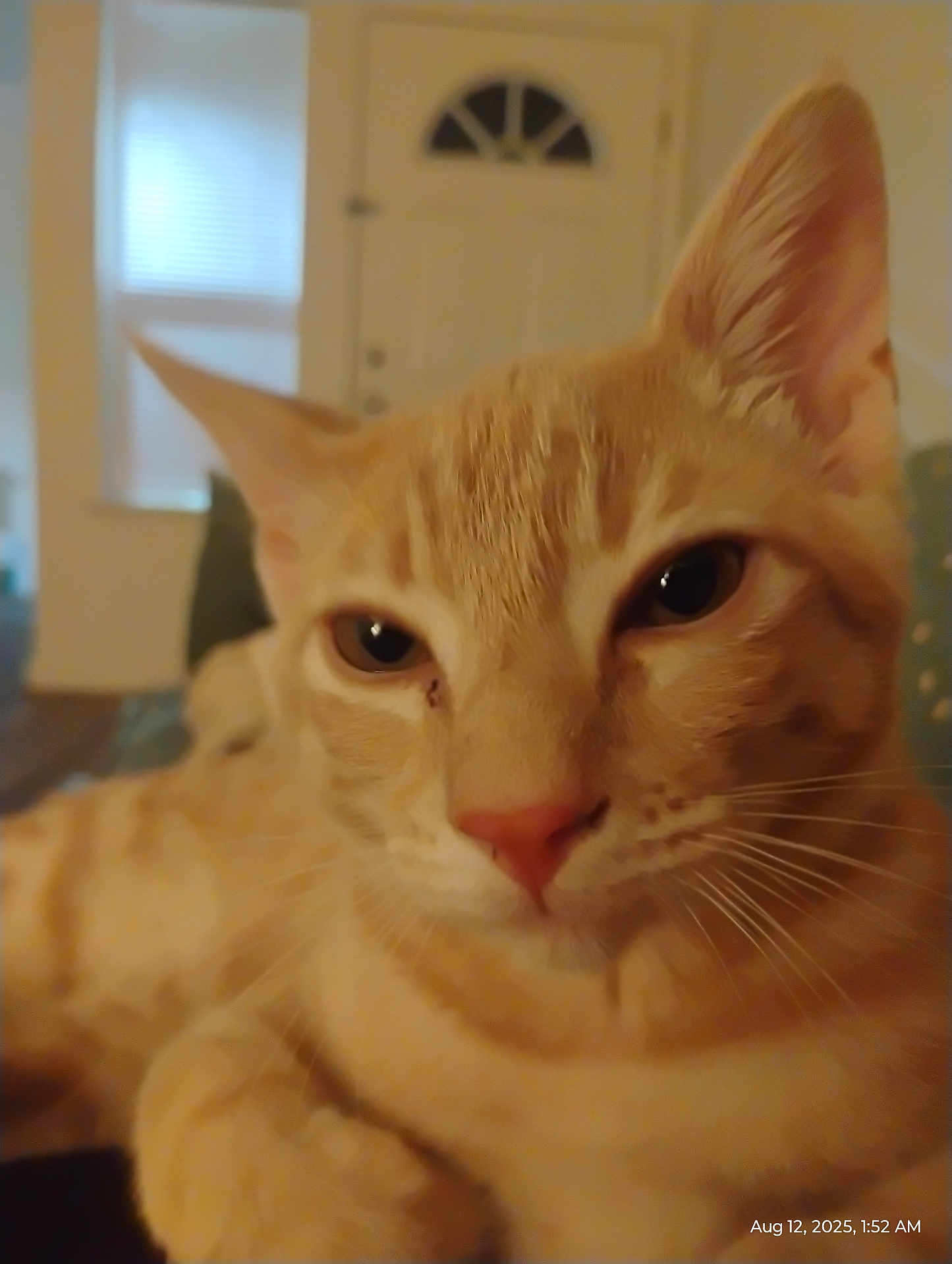 Kody is registered to the contest to win money with this photo: cat, orange_tabby, indoor, close_up, pet, animal, feline, whiskers, ears, face, nose, eyes, fur, relaxed, home, window, door, soft_light, blurred_background, domestic_cat