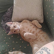 Kody is registered to the contest to win money with this photo: animal, cat, couch, curious, cute, fabric, feline, floral, fur, home, indoor, orange_tabby, pattern, paw, pet, pillow, relaxed, resting, tail, tattoo