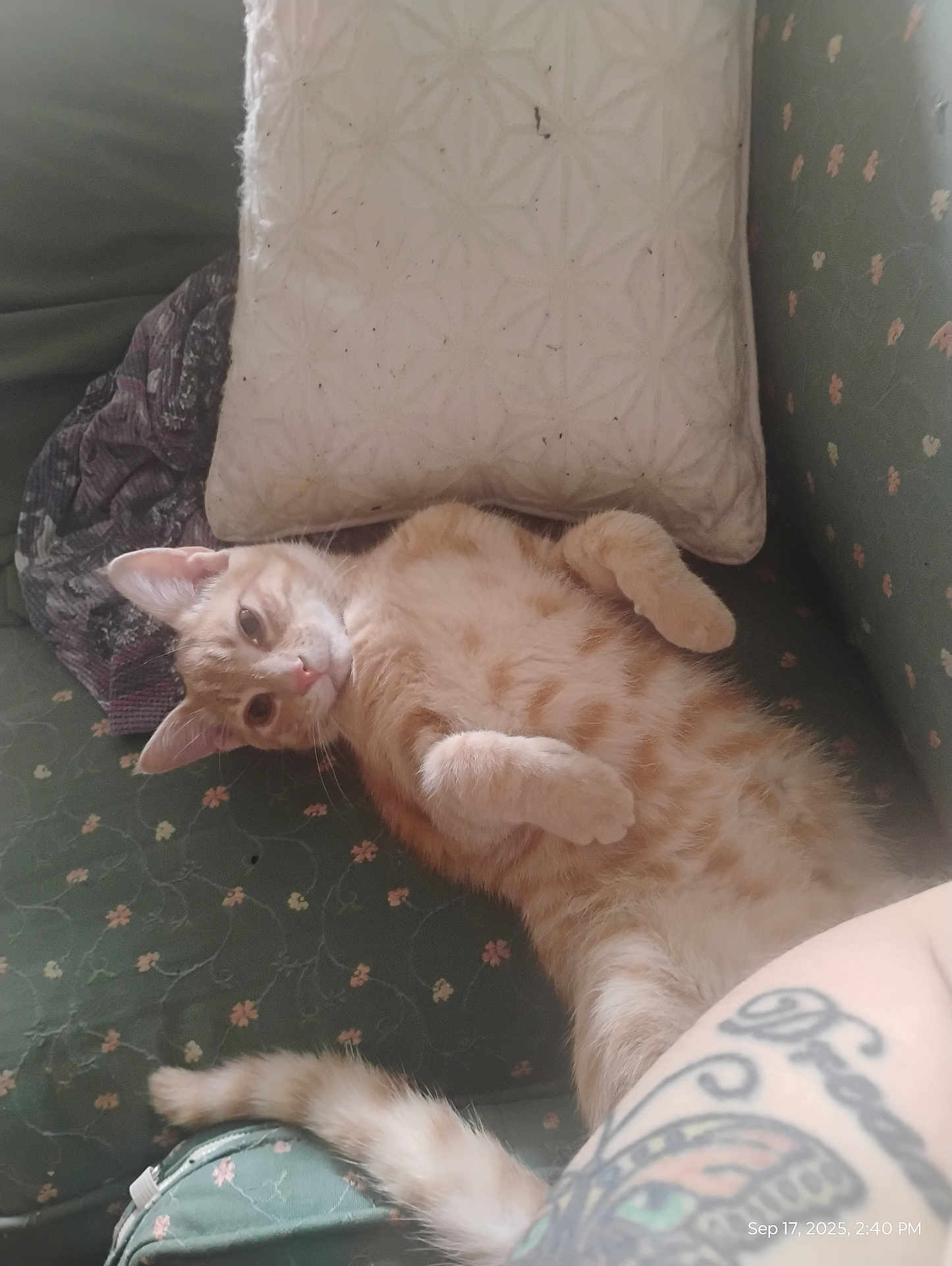 Kody is registered to the contest to win money with this photo: animal, cat, couch, curious, cute, fabric, feline, floral, fur, home, indoor, orange_tabby, pattern, paw, pet, pillow, relaxed, resting, tail, tattoo
