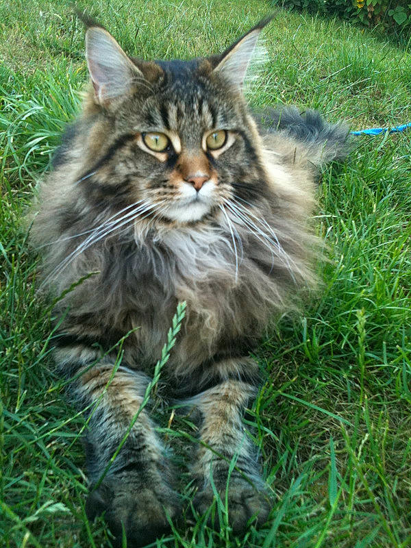 Floyd a rejoint le concours — aidez-le/la à gagner de superbes lots ! british_longhair, carnivore, cat, domestic_short_haired_cat, felidae, fur, grass, groundcover, maine_coon, norwegian_forest_cat, plant, poales, sitting, small_to_medium_sized_cats, snout, tail, terrestrial_animal, tree, whiskers, wildlife