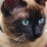 Praline a rejoint le concours — aidez-le/la à gagner de superbes lots ! abyssinian, animal, baby, cat, face, head, kitten, manx, person, pet, siamese