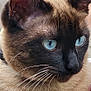 abyssinian, animal, baby, cat, face, head, kitten, manx, person, pet, siamese