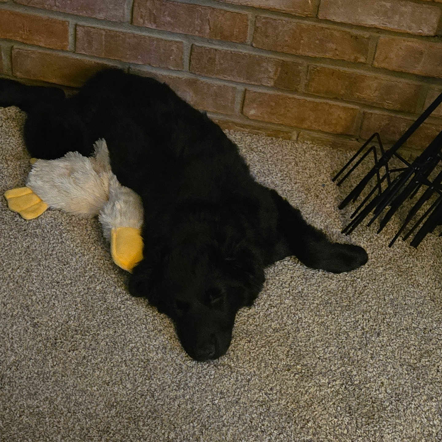 Chloe Lynn is registered to the contest to win money with this photo: animal, black_dog, brick_wall, carpet, companion, cozy, dog, domestic_animal, duck_toy, floor, fur, indoor, mammal, peaceful, pet, quiet, relaxing, resting, sleeping, stuffed_toy