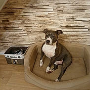 Narko participe au concours pour gagner de l'argent avec cette photo : dog, pet_bed, basket, toys, indoor, wooden_floor, stone_wall, brown, white, seated, calm, comfortable, domestic_animal, animal, furniture, home, cozy, resting, portrait, canine