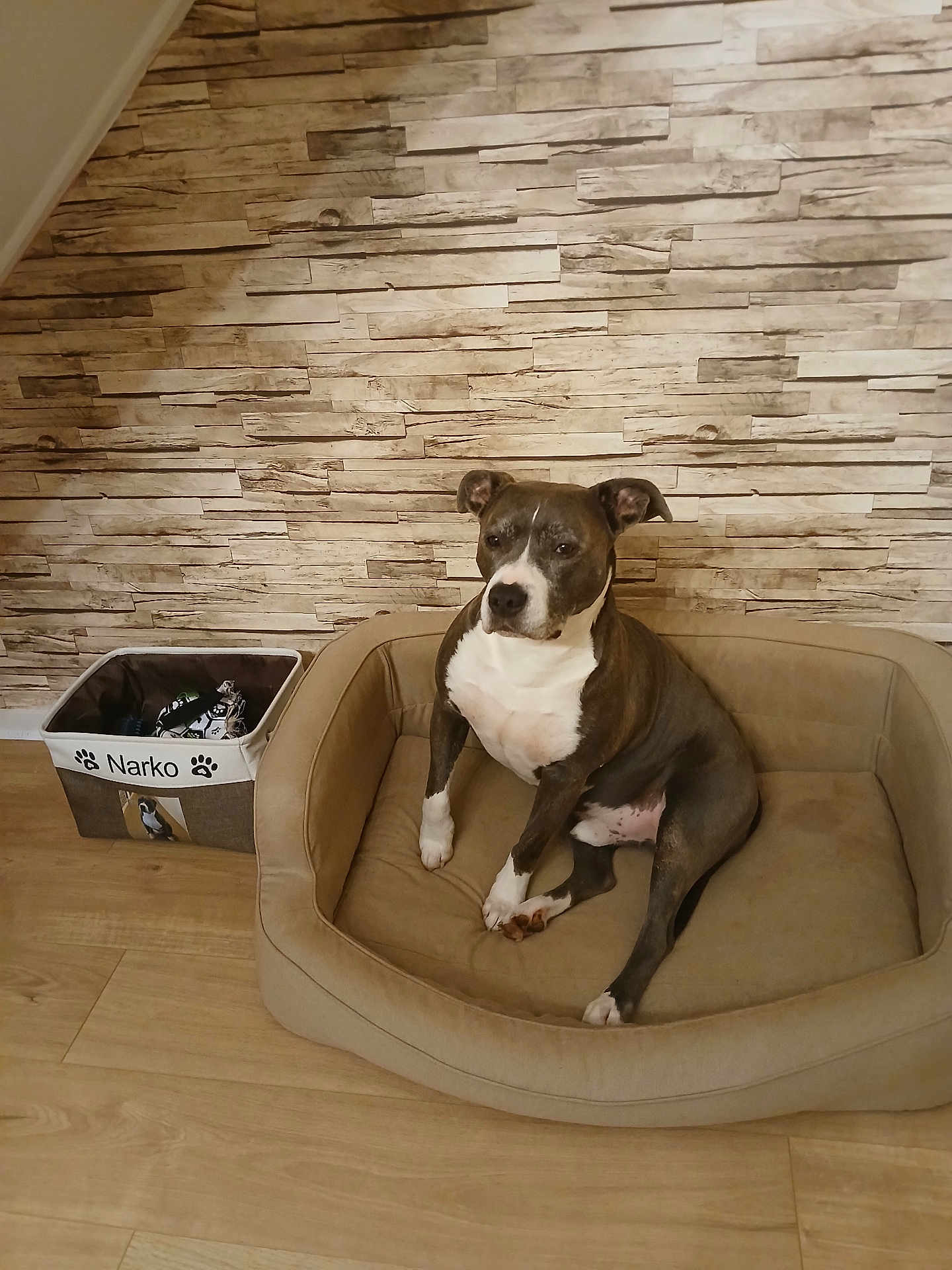 Narko participe au concours pour gagner de l'argent avec cette photo : dog, pet_bed, basket, toys, indoor, wooden_floor, stone_wall, brown, white, seated, calm, comfortable, domestic_animal, animal, furniture, home, cozy, resting, portrait, canine