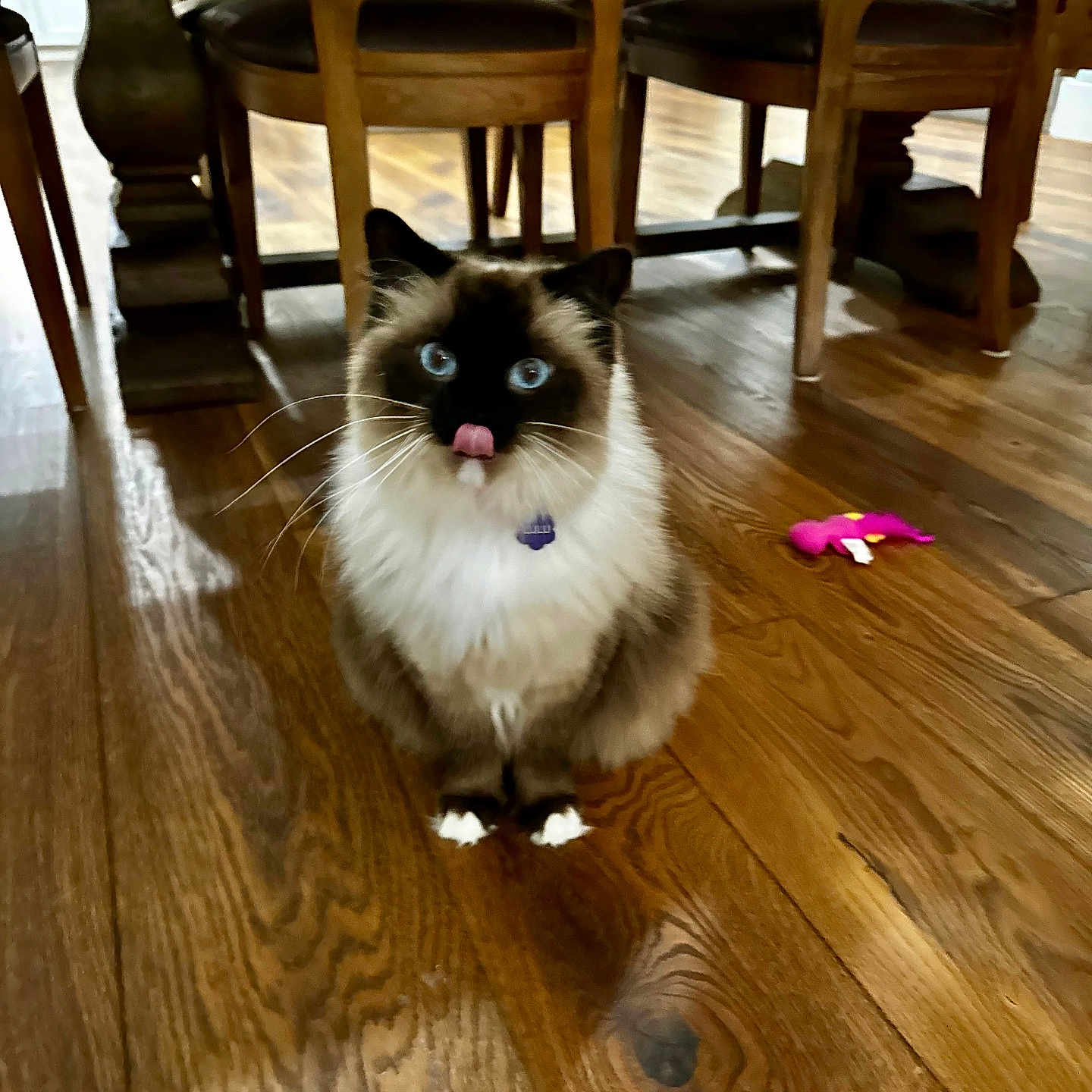 Lulu joined the competition — help win amazing prizes! accessories, animal, architecture, building, cat, diningroom, diningtable, furniture, hardwood, indoors, interiordesign, kitten, manx, pet, plywood, room, siamese, stainedwood, table, wood