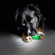 Bouli a rejoint le concours — aidez-le/la à gagner de superbes lots ! animal, animal_face, black_dog, brown_eyes, close_up, cute, dog, domestic_animal, focused, fur, green_toy, indoor, looking, paws, pet, playing, portrait, resting, soft_light, toy