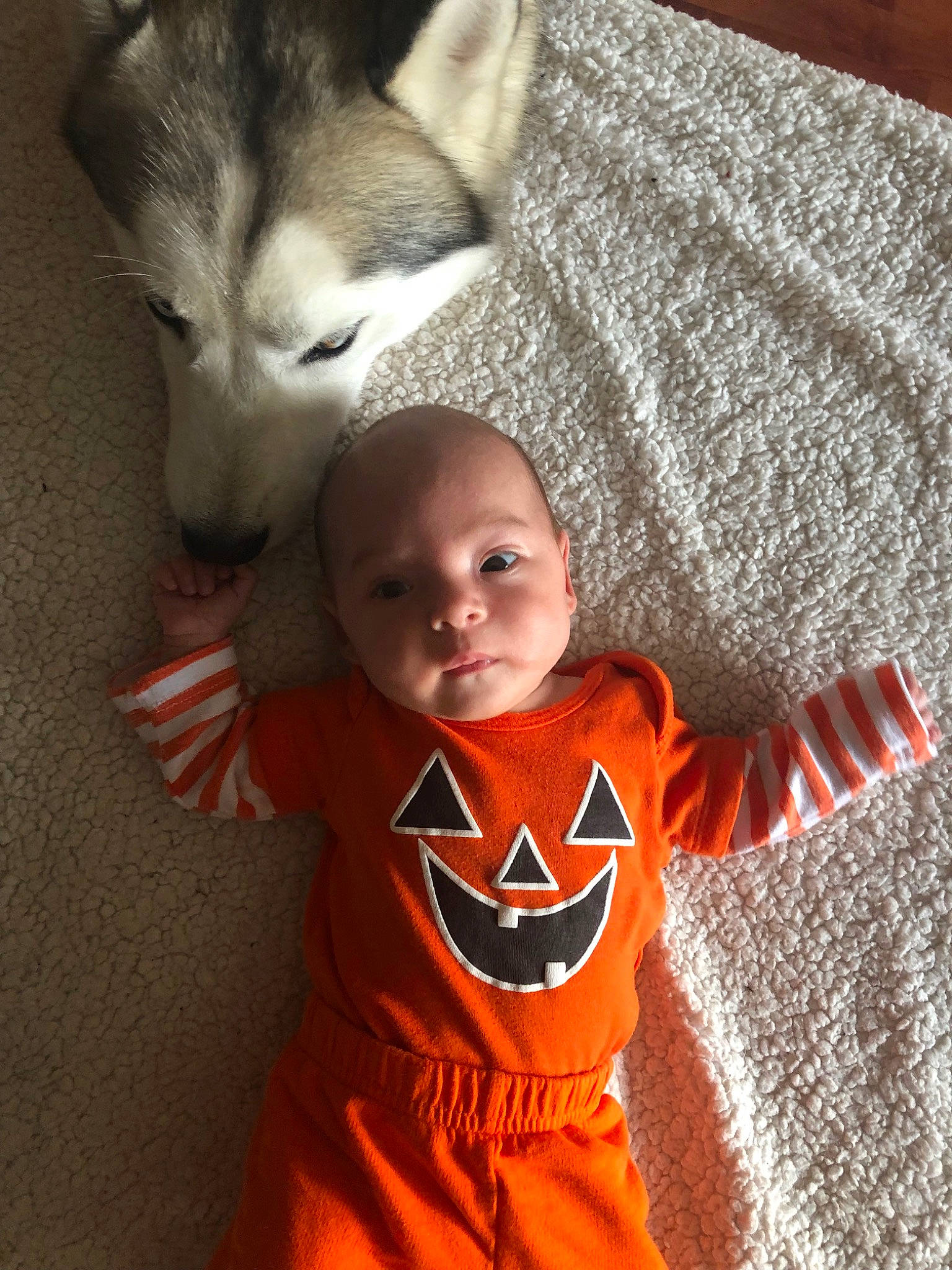 Tayah joined the competition — help win amazing prizes! baby, canidae, carnivore, child, ear, fictional_character, nose, orange, outerwear, person, siberian_husky, sleeve, t_shirt, tail, toddler, wolfdog