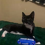 Bandit is registered to the contest to win money with this photo: cat, black_and_white_cat, kitten, animal, pet, feline, whiskers, pointed_ears, green_blanket, indoor, bed, snacks, oreo, cookies, nutter_butter, packaging, portrait, resting, alert, home