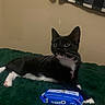 cat, black_and_white_cat, kitten, animal, pet, feline, whiskers, pointed_ears, green_blanket, indoor, bed, snacks, oreo, cookies, nutter_butter, packaging, portrait, resting, alert, home