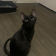 Biscuit is registered to the contest to win money with this photo: black_cat, cat, feline, green_eyes, sitting, indoors, floor, wood_floor, hallway, litter_box, home, pet, animal, portrait, looking_at_camera, pointed_ears, curled_tail, dark_fur, room, domestic_pet