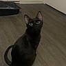 black_cat, cat, feline, green_eyes, sitting, indoors, floor, wood_floor, hallway, litter_box, home, pet, animal, portrait, looking_at_camera, pointed_ears, curled_tail, dark_fur, room, domestic_pet