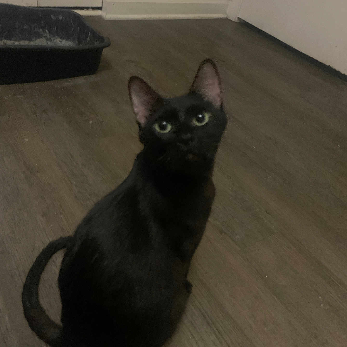 Biscuit