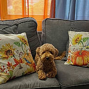 Teddy joined the competition — help win amazing prizes! dog, curly_fur, small_dog, brown_fur, sitting, sofa, couch, pillows, sunflowers, pumpkins, autumn, living_room, indoors, window, curtains, cozy, home_decor, portrait, pet, warm_lighting