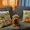 dog, curly_fur, small_dog, brown_fur, sitting, sofa, couch, pillows, sunflowers, pumpkins, autumn, living_room, indoors, window, curtains, cozy, home_decor, portrait, pet, warm_lighting