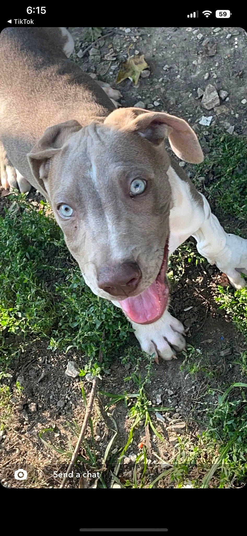 Kovu is registered to the contest to win money with this photo: canidae, carnivore, companion_dog, dairy_cow, dog, dog_breed, fawn, grass, grassland, groundcover, livestock, non_sporting_group, pasture, plant, snout, soil, sporting_group, terrestrial_animal, whiskers, working_animal