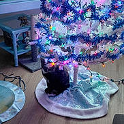 Babe Grl is registered to the contest to win money with this photo: cat, christmas_tree, lights, indoor, floor, decoration, table, figurine, curious, holiday, festive, pet, animal, tree_skirt, colorful_lights, wooden_floor, ornament, home, cozy, night