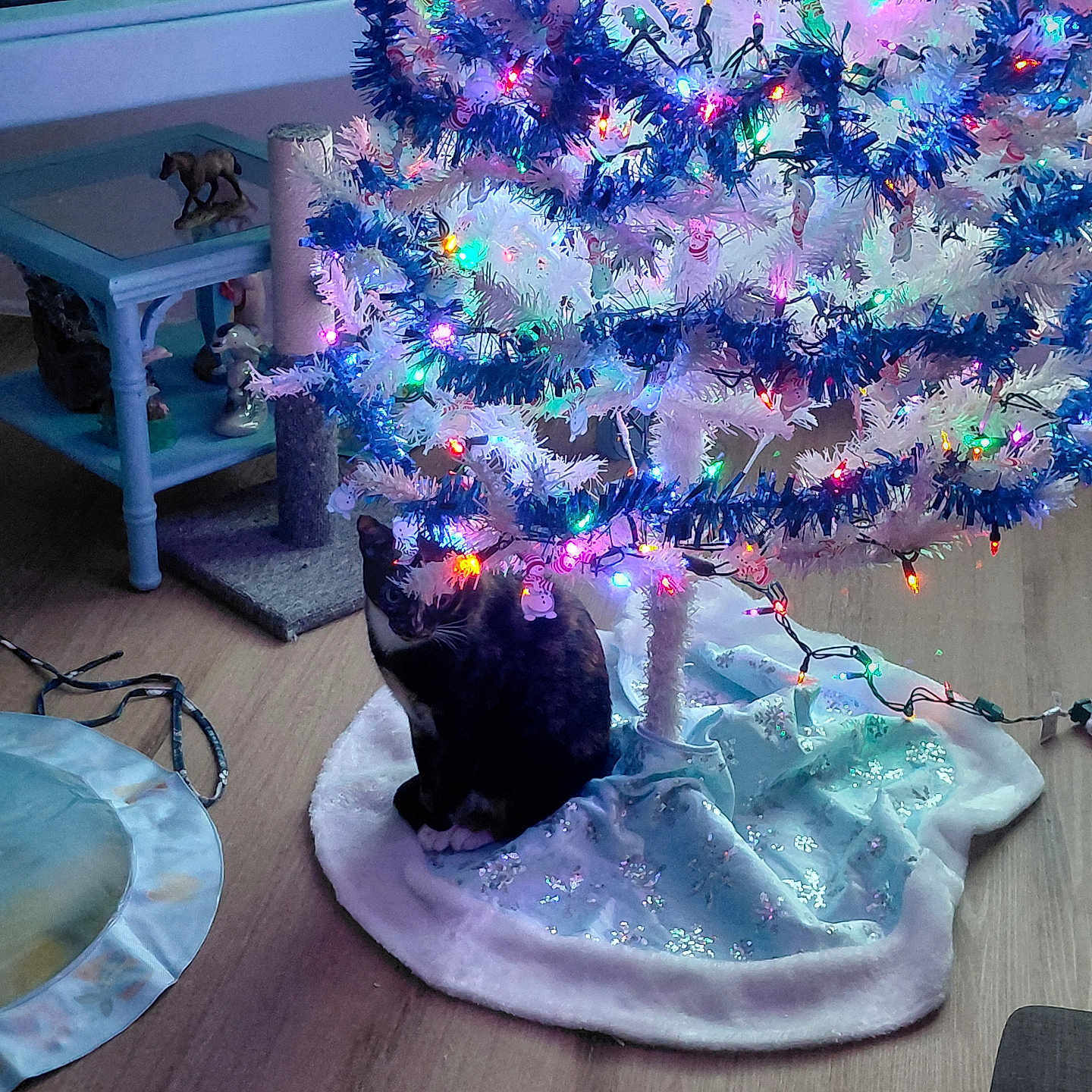 Babe Grl is registered to the contest to win money with this photo: animal, cat, christmas_tree, colorful_lights, cozy, curious, decoration, festive, figurine, floor, holiday, home, indoor, lights, night, ornament, pet, table, tree_skirt, wooden_floor