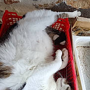 Payet participe au concours pour gagner de l'argent avec cette photo : cat, feline, pet, basket, red_basket, fur, relaxed, sleeping, white_fur, tabby, indoor, household, clutter, stone_wall, paw, whiskers, resting, domestic_animal, cozy, cute