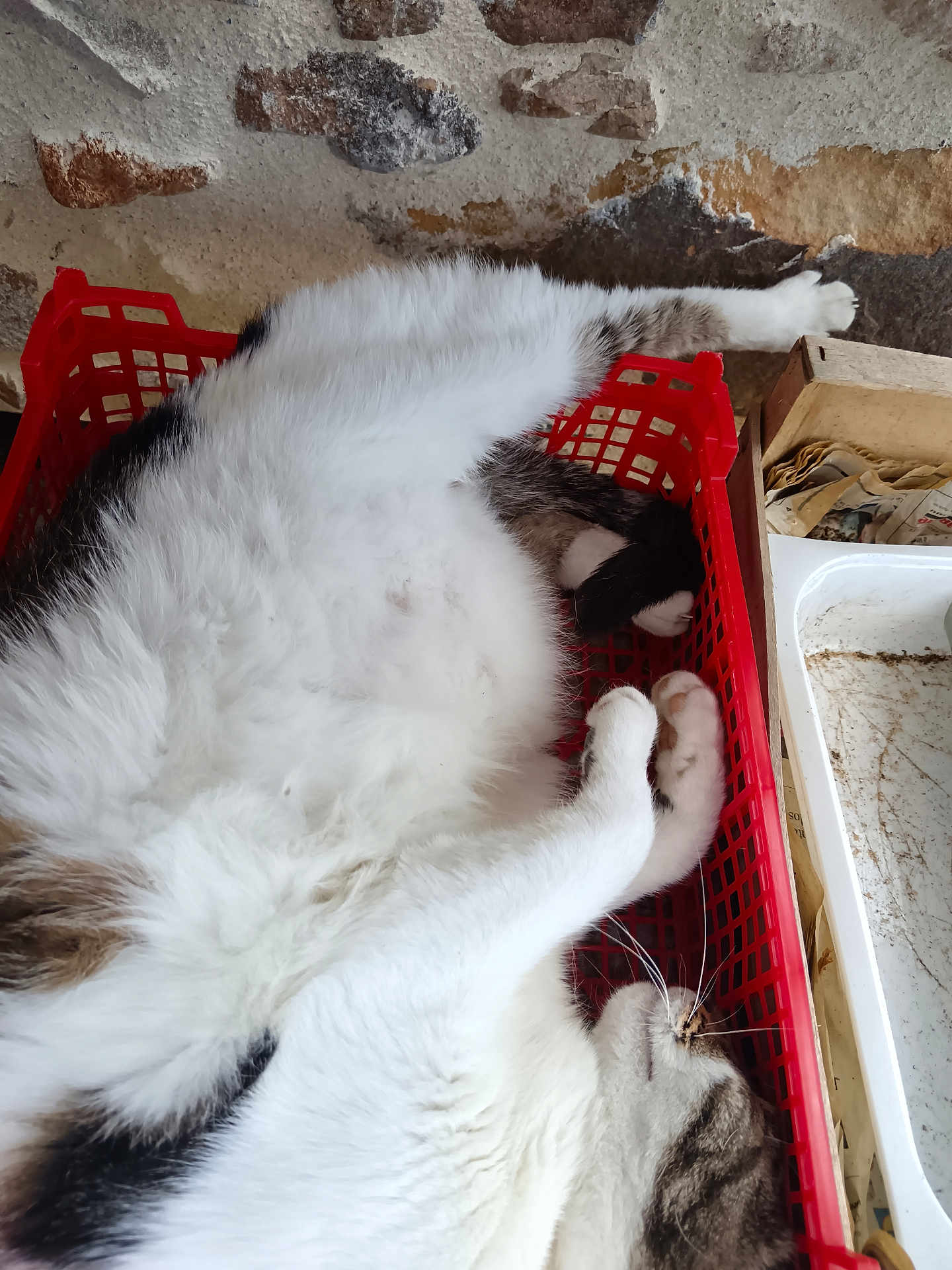 Payet participe au concours pour gagner de l'argent avec cette photo : cat, feline, pet, basket, red_basket, fur, relaxed, sleeping, white_fur, tabby, indoor, household, clutter, stone_wall, paw, whiskers, resting, domestic_animal, cozy, cute