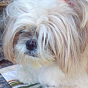 Harmony a rejoint le concours — aidez-le/la à gagner de superbes lots ! biewer_terrier, carnivoran, companion_dog, dog, dog_breed, dog_breed_group, dog_like_mammal, fur, havanese, lhasa_apso, lowchen, maltese, morkie, puppy, sapsali, schnoodle, shih_tzu, snout, terrier, tibetan_terrier