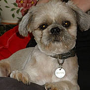 Gaspard participe au concours pour gagner de l'argent avec cette photo : carnivoran, chinese_imperial_dog, companion_dog, dog, dog_breed, dog_breed_group, dog_like_mammal, lhasa_apso, lowchen, non_sporting_group, poodle_crossbreed, shih_tzu, snout, tibetan_spaniel, toy_dog, vertebrate