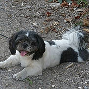 Charly participe au concours pour gagner de l'argent avec cette photo : bolonka, carnivoran, chinese_imperial_dog, companion_dog, dog, dog_breed, dog_breed_group, dog_like_mammal, havanese, lhasa_apso, lowchen, poodle_crossbreed, shih_tzu, tibetan_terrier