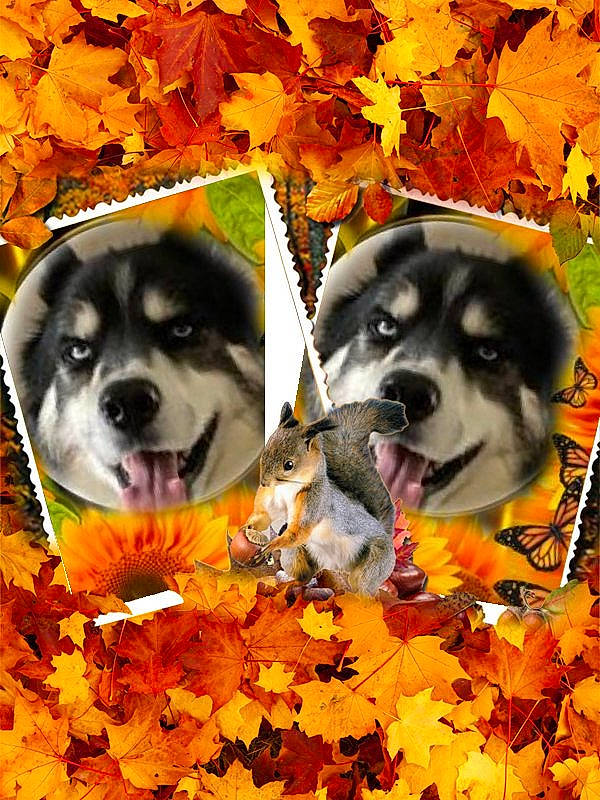 Shadow joined the competition — help win amazing prizes! art, botany, carnivore, companion_dog, dog, dog_breed, fawn, flower, grass, leaf, mammal, nature, people_in_nature, petal, plant, snout, spring, tree, vertebrate, yellow