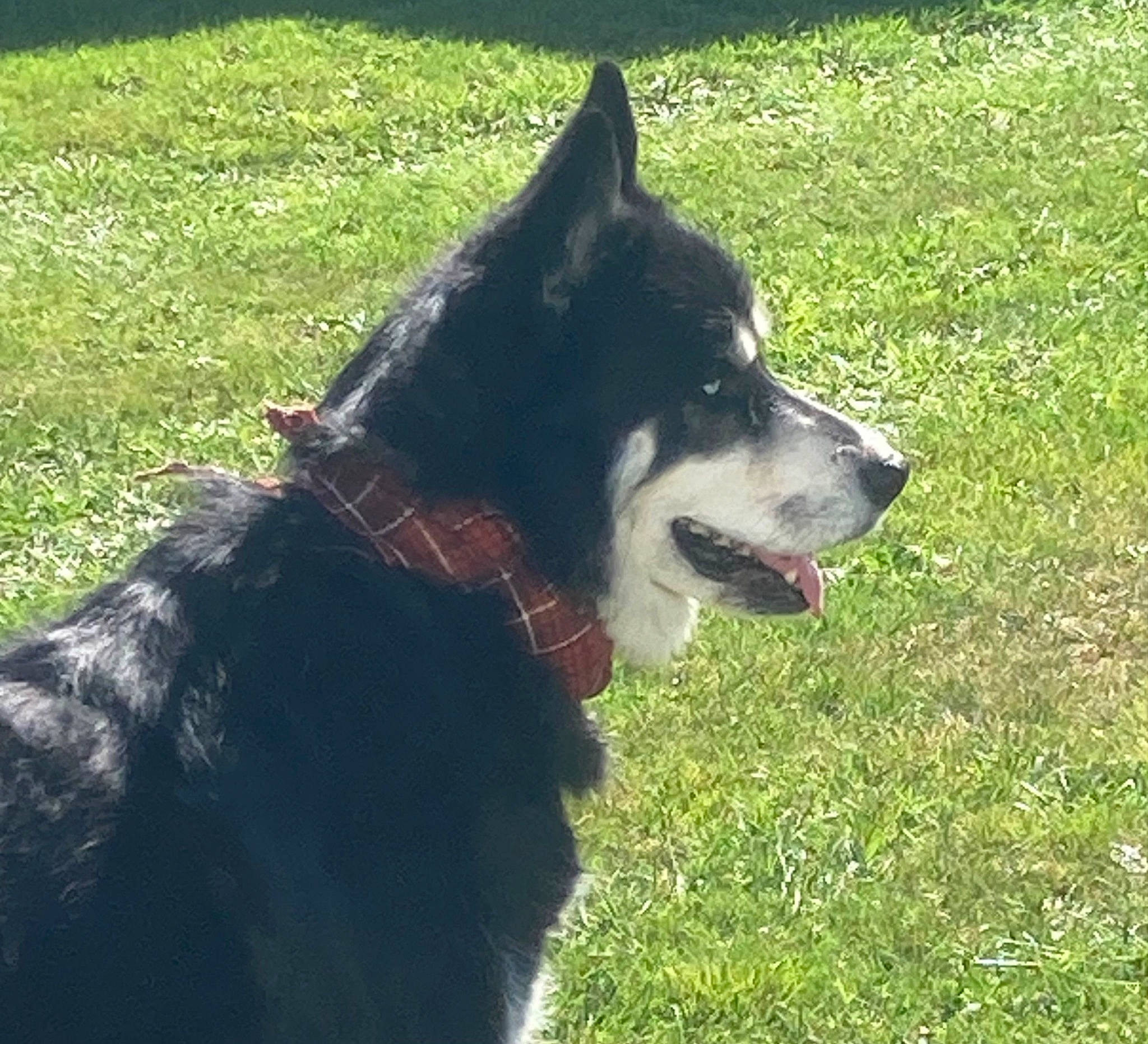 Shadow is registered to the contest to win money with this photo: art, black_norwegian_elkhound, canis, carnivore, collar, companion_dog, dog, dog_breed, dog_collar, fang, fur, grass, herding_dog, plant, sled_dog, tail, terrestrial_animal, wolf, working_animal, working_dog