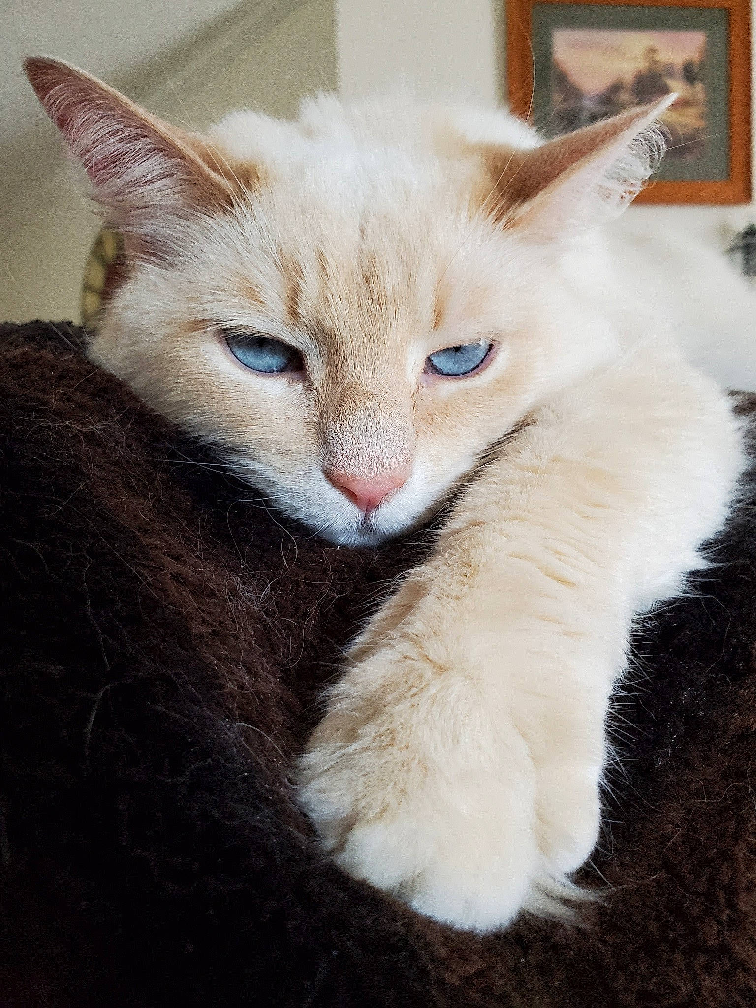 Cheyenne is registered to the contest to win money with this photo: balinese, carnivore, cat, claw, collar, domestic_short_haired_cat, ear, eye, fang, fawn, felidae, fur, head, paw, small_to_medium_sized_cats, snout, tail, thai, whiskers, window