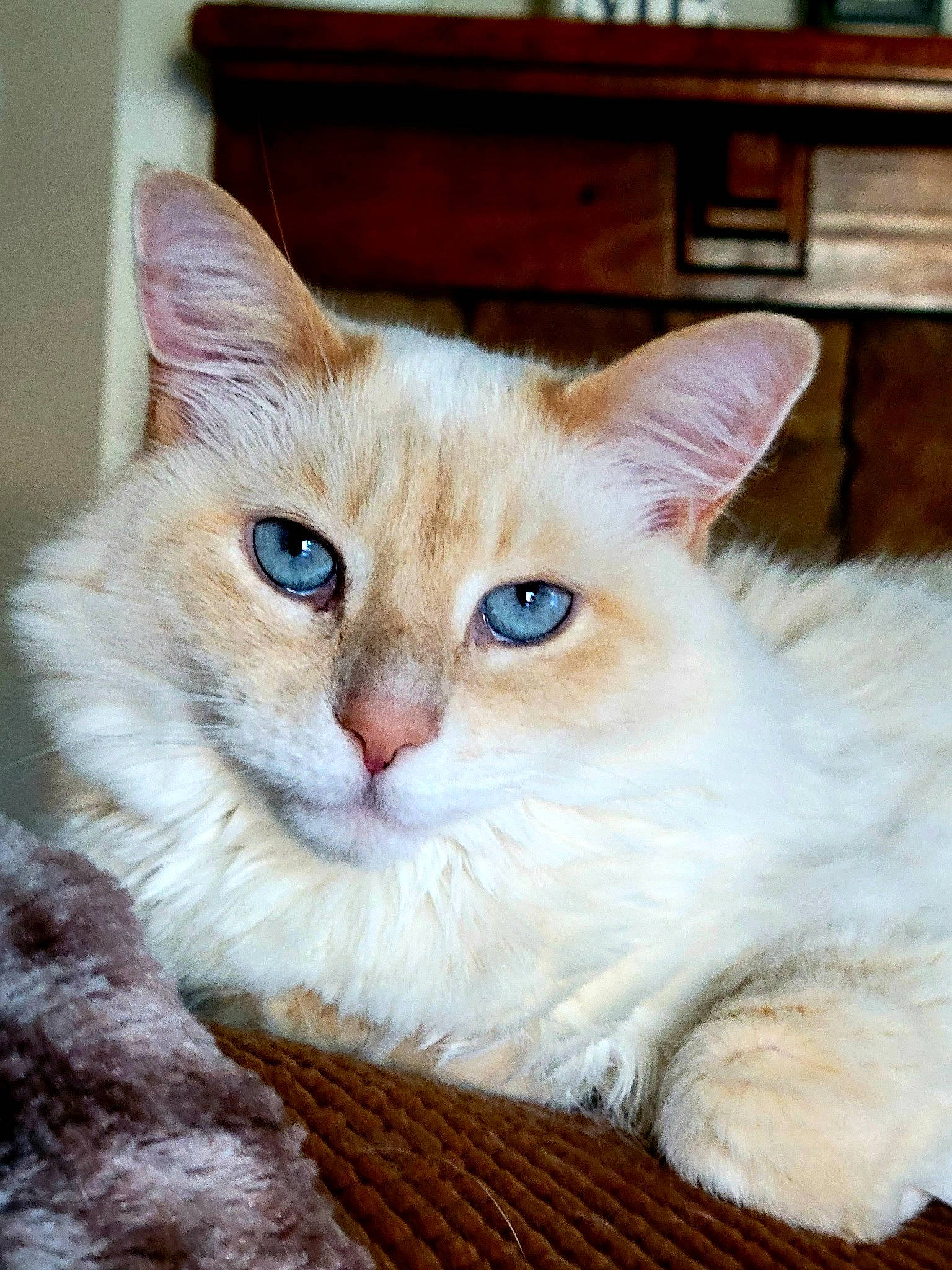 Cheyenne joined the competition — help win amazing prizes! basket, carnivore, cat, cat_supply, claw, domestic_short_haired_cat, fawn, felidae, fur, paw, small_to_medium_sized_cats, snout, tail, whiskers, window, wood