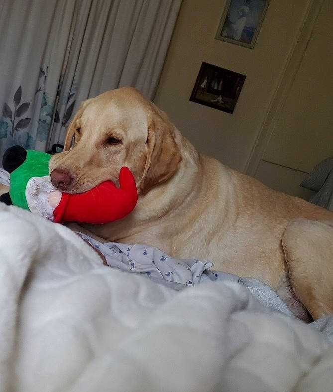 Brody joined the competition — help win amazing prizes! carnivore, collar, comfort, companion_dog, couch, dog, dog_breed, dog_supply, fawn, flooring, fur, nap, pet_supply, plant, retriever, snout, sporting_group, tail, whiskers, working_animal