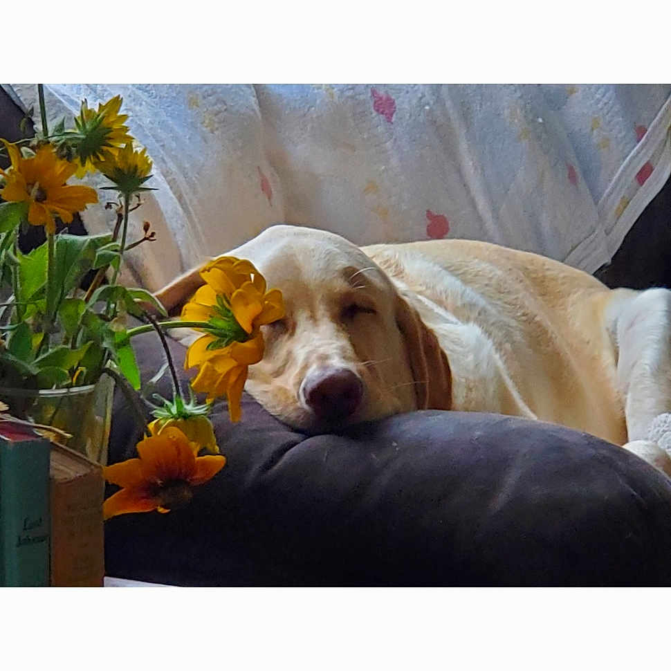 Brody is registered to the contest to win money with this photo: annual_plant, canidae, carnivore, comfort, companion_dog, dog, dog_breed, floral_design, floristry, flower, flower_arranging, flowerpot, grass, herb, petal, plant, rectangle, room, sporting_group, working_animal