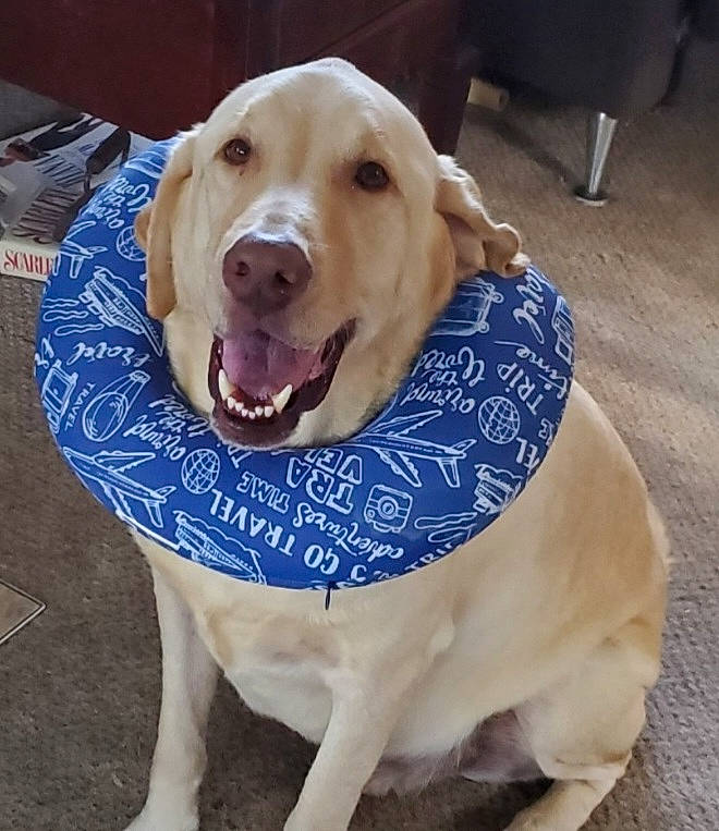 Brody joined the competition — help win amazing prizes! canidae, carnivore, collar, comfort, companion_dog, dog, dog_breed, dog_collar, dog_supply, fawn, hunting_dog, paw, pet_supply, smile, snout, sporting_group, whiskers, working_animal