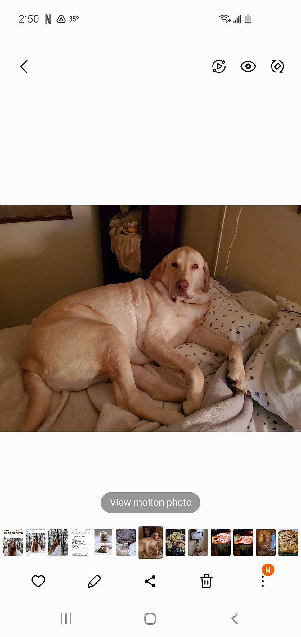 Brody joined the competition — help win amazing prizes! art, bedding, canidae, carnivore, comfort, companion_dog, dog, dog_breed, fawn, font, linens, liver, paw, photo_caption, room, screenshot, snout, sporting_group, terrestrial_animal, working_animal