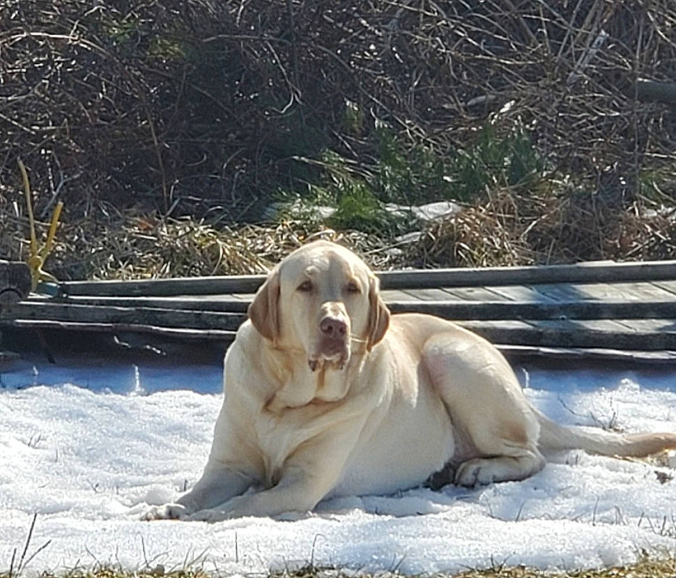 Brody joined the competition — help win amazing prizes! canidae, carnivore, companion_dog, dog, dog_breed, fawn, fur, grass, gun_dog, hunting_dog, plant, snout, snow, sporting_group, terrestrial_animal, whiskers, wildlife, winter, working_dog