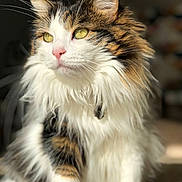 Neige a rejoint le concours — aidez-le/la à gagner de superbes lots ! cat, fluffy, long_hair, white_fur, brown_fur, black_fur, green_eyes, pink_nose, whiskers, pet, animal, indoor, sunlight, portrait, close_up, feline, cute, domestic_cat, soft_fur, sitting