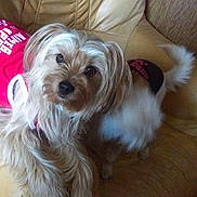 Sharpei a rejoint le concours — aidez-le/la à gagner de superbes lots ! biewer_terrier, bolonka, canidae, carnivore, companion_dog, dog, dog_breed, havanese, lhasa_apso, maltepoo, maltese, mammal, morkie, puppy, shih_tzu, small_terrier, terrier, toy_dog, vertebrate, yorkshire_terrier