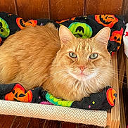 Thumper is registered to the contest to win money with this photo: cat, ginger_cat, pet_bed, blanket, halloween, pumpkin_pattern, wooden_floor, wooden_wall, indoor, feline, green_eyes, resting, cozy, fur, whiskers, toy_ball, pet, animal, domestic_cat, relaxing