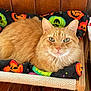 cat, ginger_cat, pet_bed, blanket, halloween, pumpkin_pattern, wooden_floor, wooden_wall, indoor, feline, green_eyes, resting, cozy, fur, whiskers, toy_ball, pet, animal, domestic_cat, relaxing