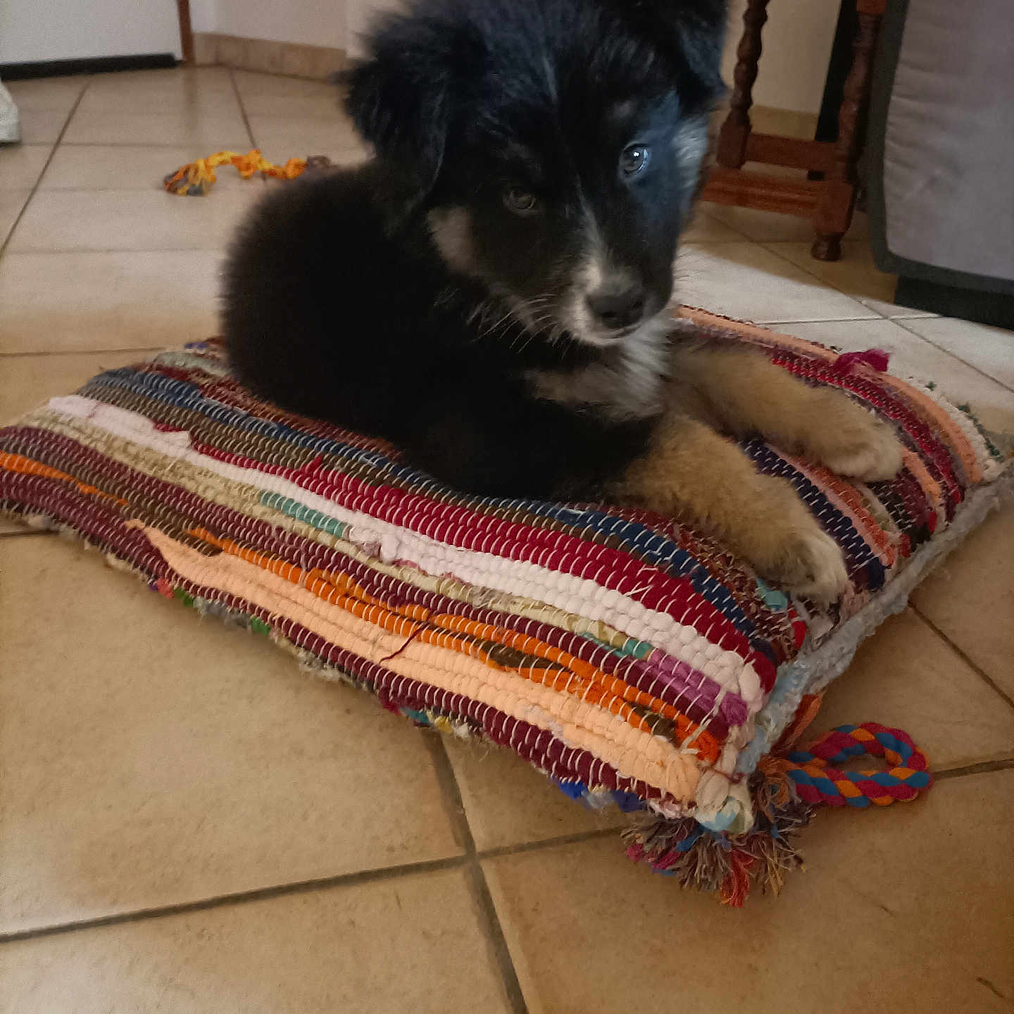 Bucky participe au concours pour gagner de l'argent avec cette photo : animal, architecture, blanket, building, canine, couch, cushion, desk, dog, furniture, hardwood, homedecor, indoors, livingroom, pet, puppy, room, table, terrier, wood