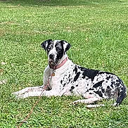 Molly joined the competition — help win amazing prizes! dog, great_dane, black_and_white, collar, leash, grass, outdoor, sunlight, pet, canine, animal, relaxing, lying_down, nature, greenery, summer, park, mammal, spotted, resting