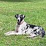dog, great_dane, black_and_white, collar, leash, grass, outdoor, sunlight, pet, canine, animal, relaxing, lying_down, nature, greenery, summer, park, mammal, spotted, resting