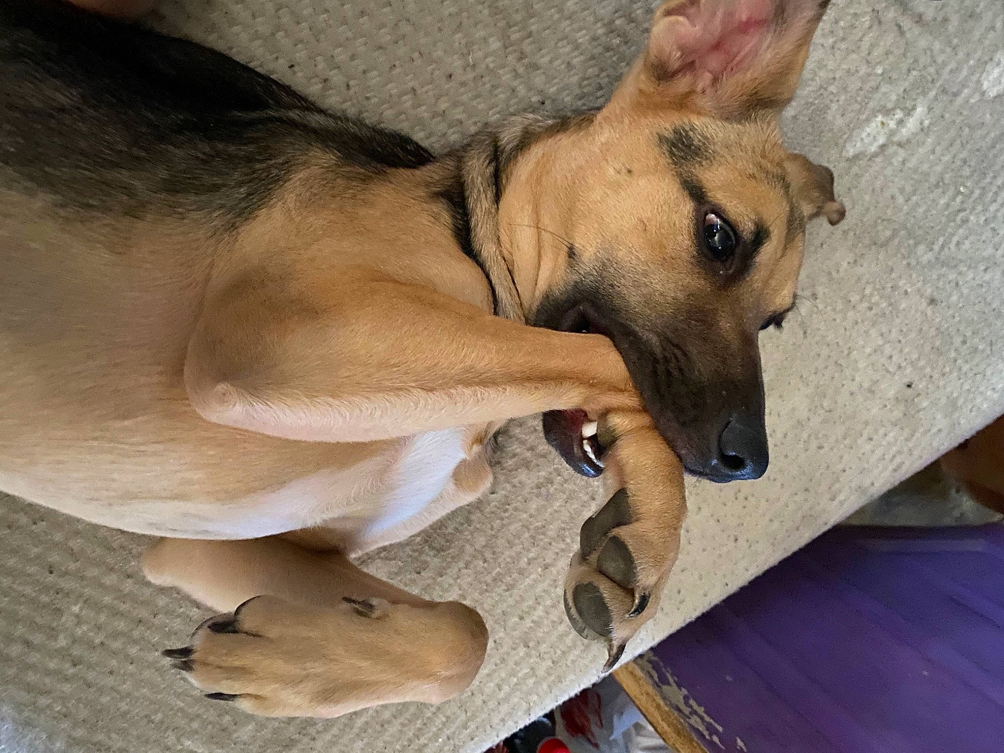 Molly is registered to the contest to win money with this photo: canidae, carnivore, collar, companion_dog, dog, dog_breed, dog_supply, ear, fawn, fur, german_shepherd_dog, jaw, non_sporting_group, old_german_shepherd_dog, paw, snout, sporting_group, street_dog, whiskers, working_dog