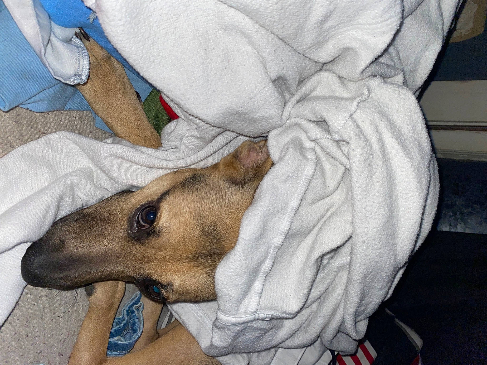 Molly joined the competition — help win amazing prizes! art, canidae, carnivore, comfort, companion_dog, dog, dog_breed, fawn, fur, linens, mammal, non_sporting_group, snout, sporting_group, terrestrial_animal, working_animal