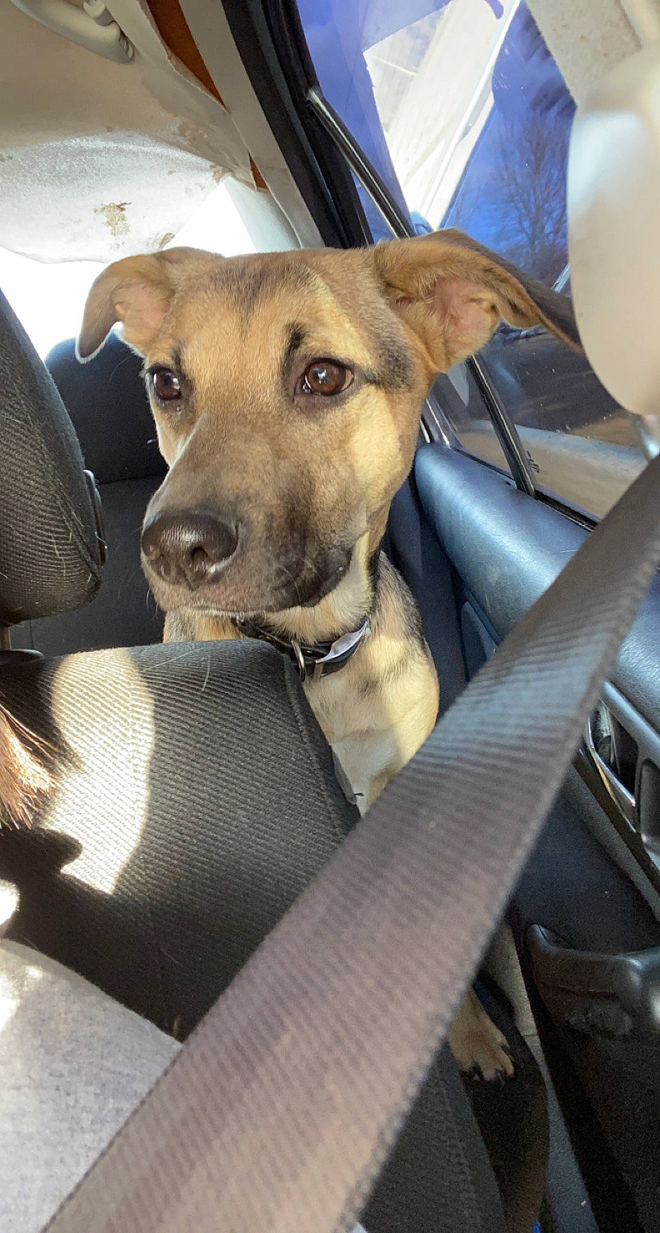 Molly is registered to the contest to win money with this photo: automotive_design, balloon, canidae, car, car_seat, carnivore, collar, companion_dog, dog, dog_breed, dog_collar, fawn, motor_vehicle, snout, sporting_group, vehicle, vehicle_door, whiskers, windshield, working_animal