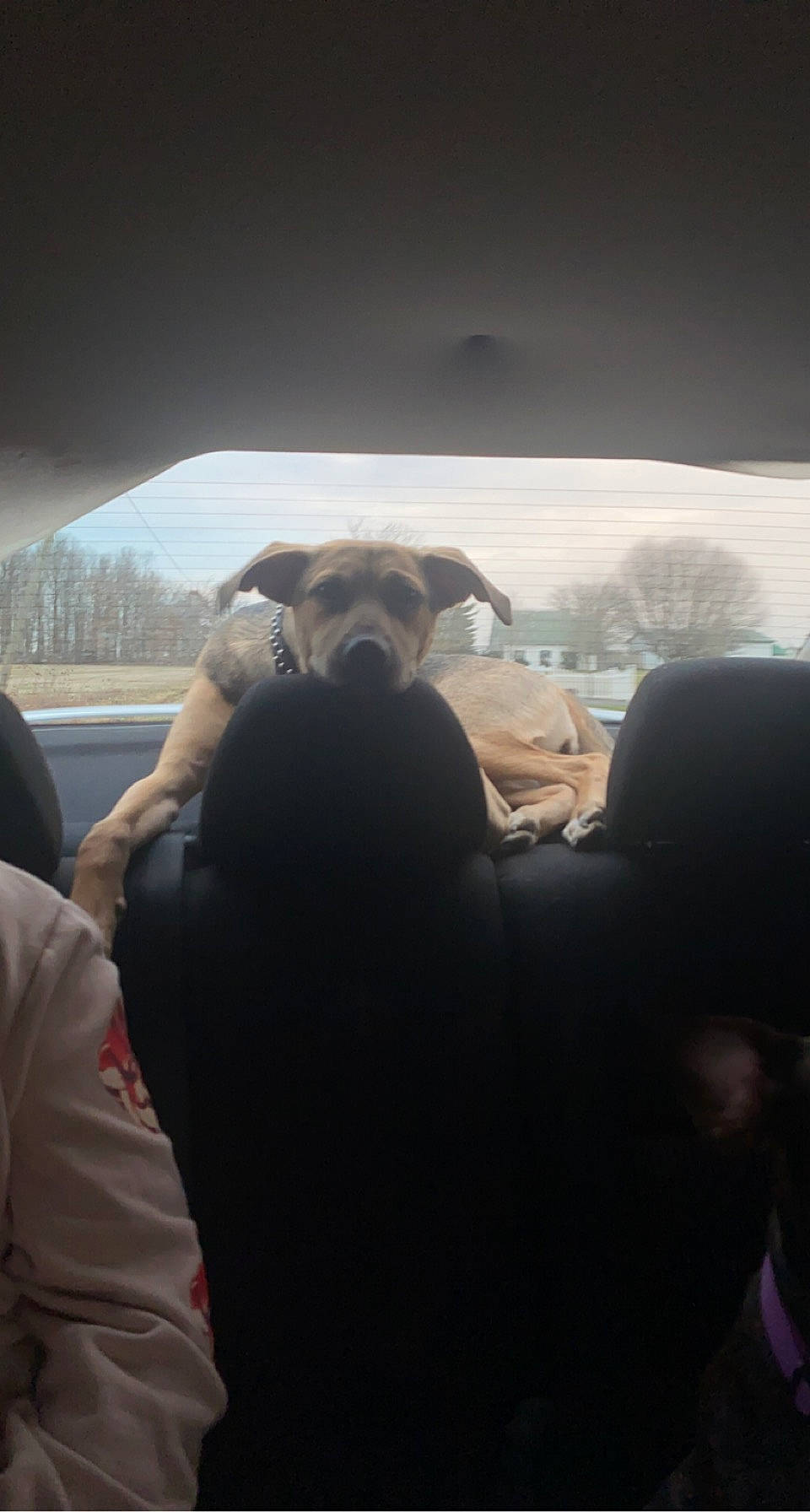 Molly joined the competition — help win amazing prizes! auto_part, automotive_exterior, automotive_mirror, automotive_window_part, car_seat, carnivore, comfort, companion_dog, dog, dog_breed, head_restraint, passenger, plant, sky, snout, tints_and_shades, tree, vehicle_door, window, windshield