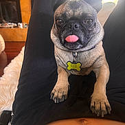 Pickels joined the competition — help win amazing prizes! animal, black_fur, brown_fur, casual, collar, cozy, cute, dog, fireplace, home, indoor, lap, legs, person, pet, portrait, pug, relaxed, tag, tongue_out