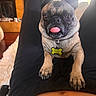 pug, dog, pet, tongue_out, lap, indoor, cozy, fireplace, collar, tag, brown_fur, black_fur, person, legs, casual, home, relaxed, cute, animal, portrait