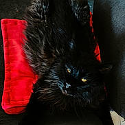 Maui a rejoint le concours — aidez-le/la à gagner de superbes lots ! cat, black_cat, fluffy_fur, yellow_eyes, red_cushion, couch, indoor, pet, relaxed, stretching, feline, cozy, fur_texture, domestic_animal, animal, whiskers, paw, resting, close_up, portrait